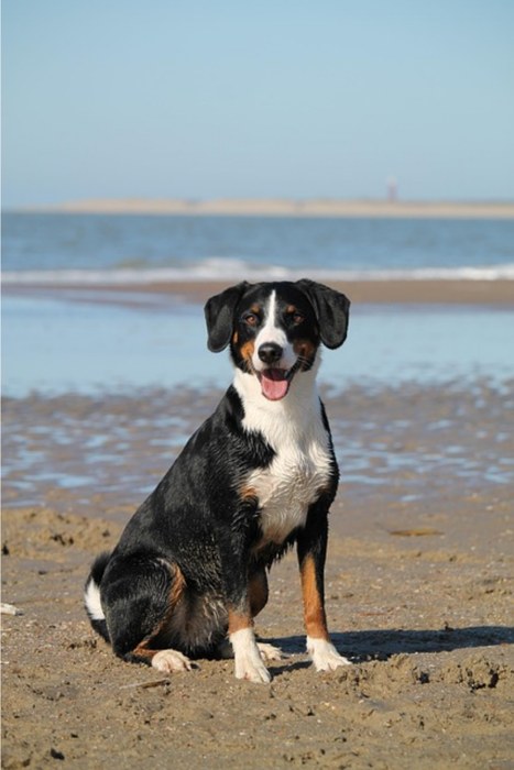 Photo of a tricolour dog sitting on a beach